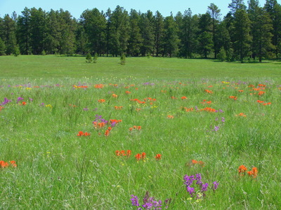 Wild Flowers in Bloom, south of Parker.